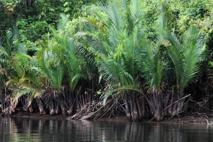  p>水椰(学名: i>nypa fructicans /i> wurmb.