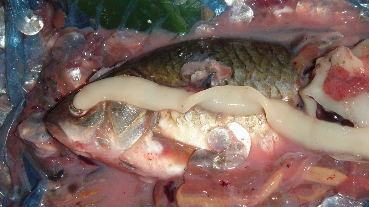 舌状绦虫的<a href="#" data