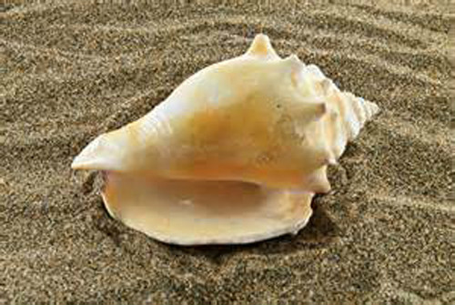  p>金拳凤凰螺(学名: i>strombus pugilis /i>)雌雄异体.