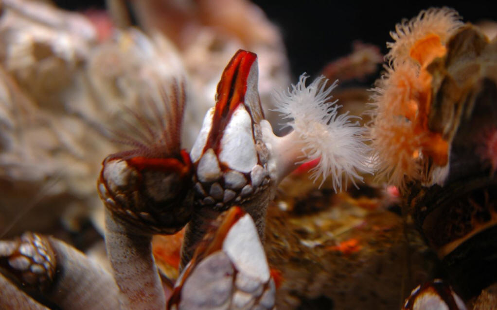 学名 /a>:balanus)是 a target="_blank" href="/item/藤壶科/349431"