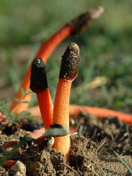  p>蛇头菌学名为"mutinus caninus",可以称得上是最丑陋的菌类.