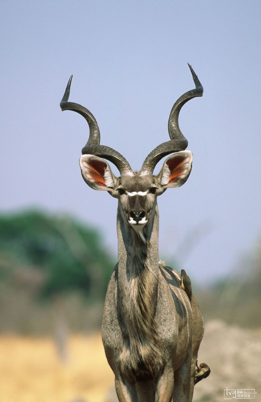 简称纳米比亚,原称 a target="_blank" href="/item/西南非洲/667177"