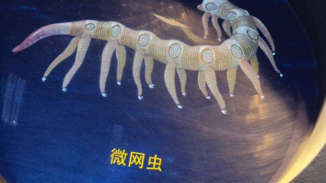 中华微网虫