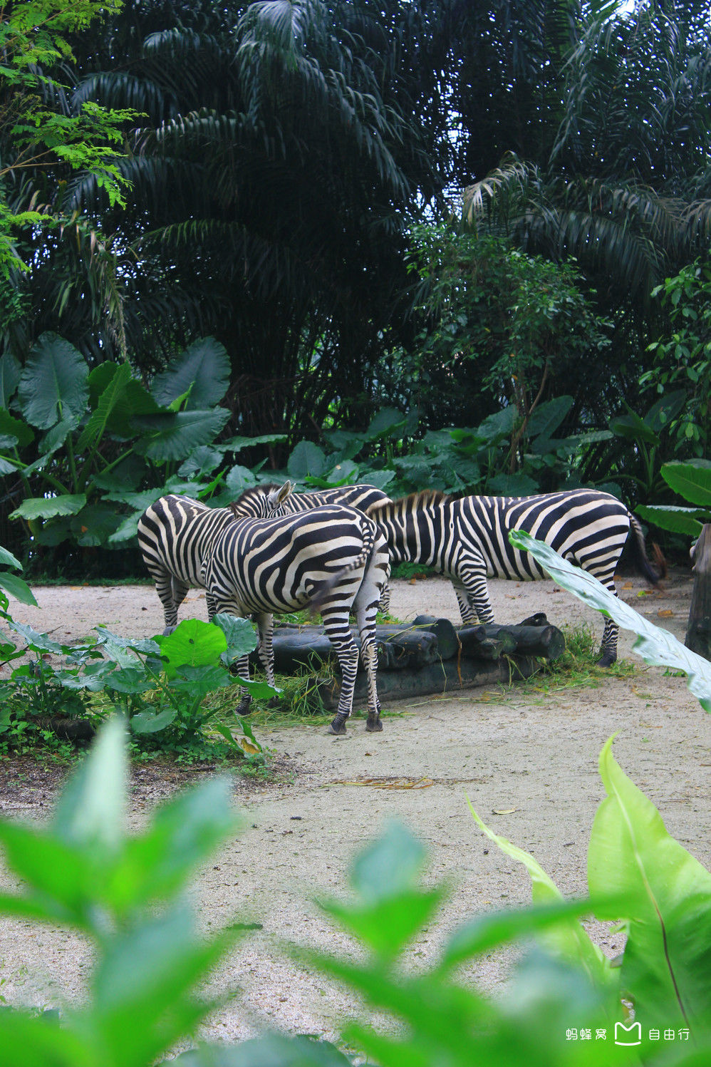  p>新加坡动物园(singapore zoo)位于 a target="_blank" href="/item