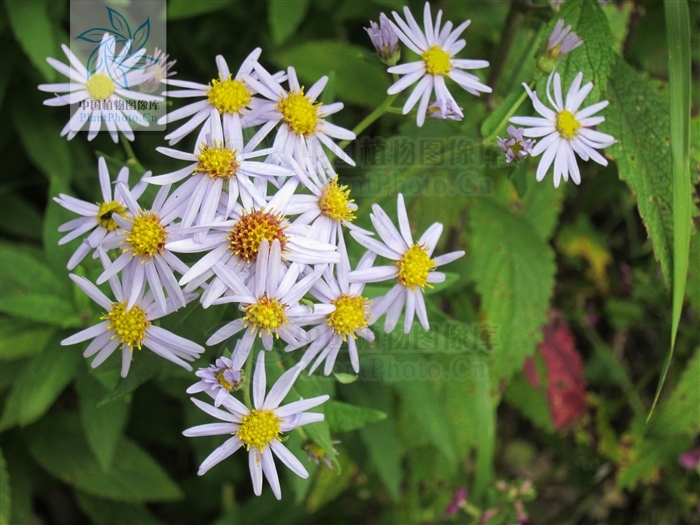  p>耳叶紫菀,为 a target="_blank" href="/item/紫菀属/2898468"