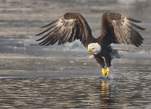  p>白头海雕(学名: i>haliaeetus leucocephalus /i>)又名 a target="