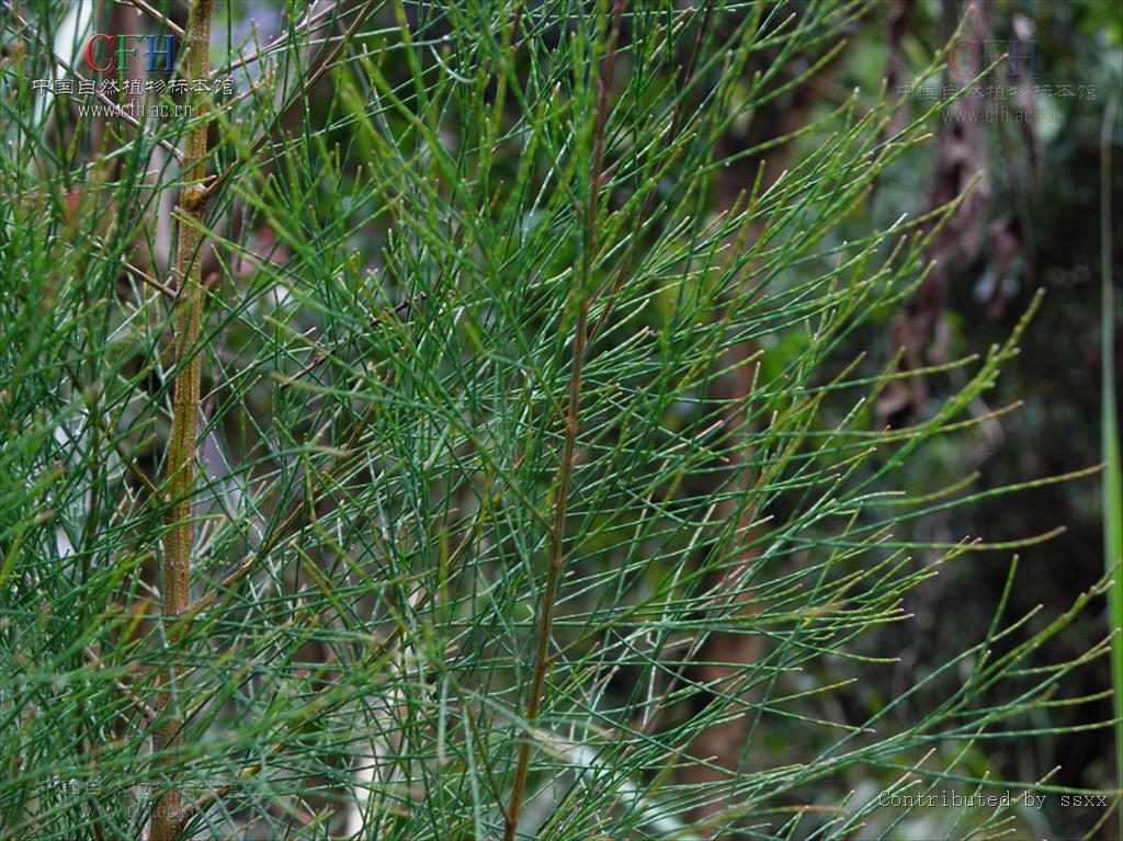  p>木麻黄属(学名:casuarina adans)属于 a href="#" data-lemmaid="