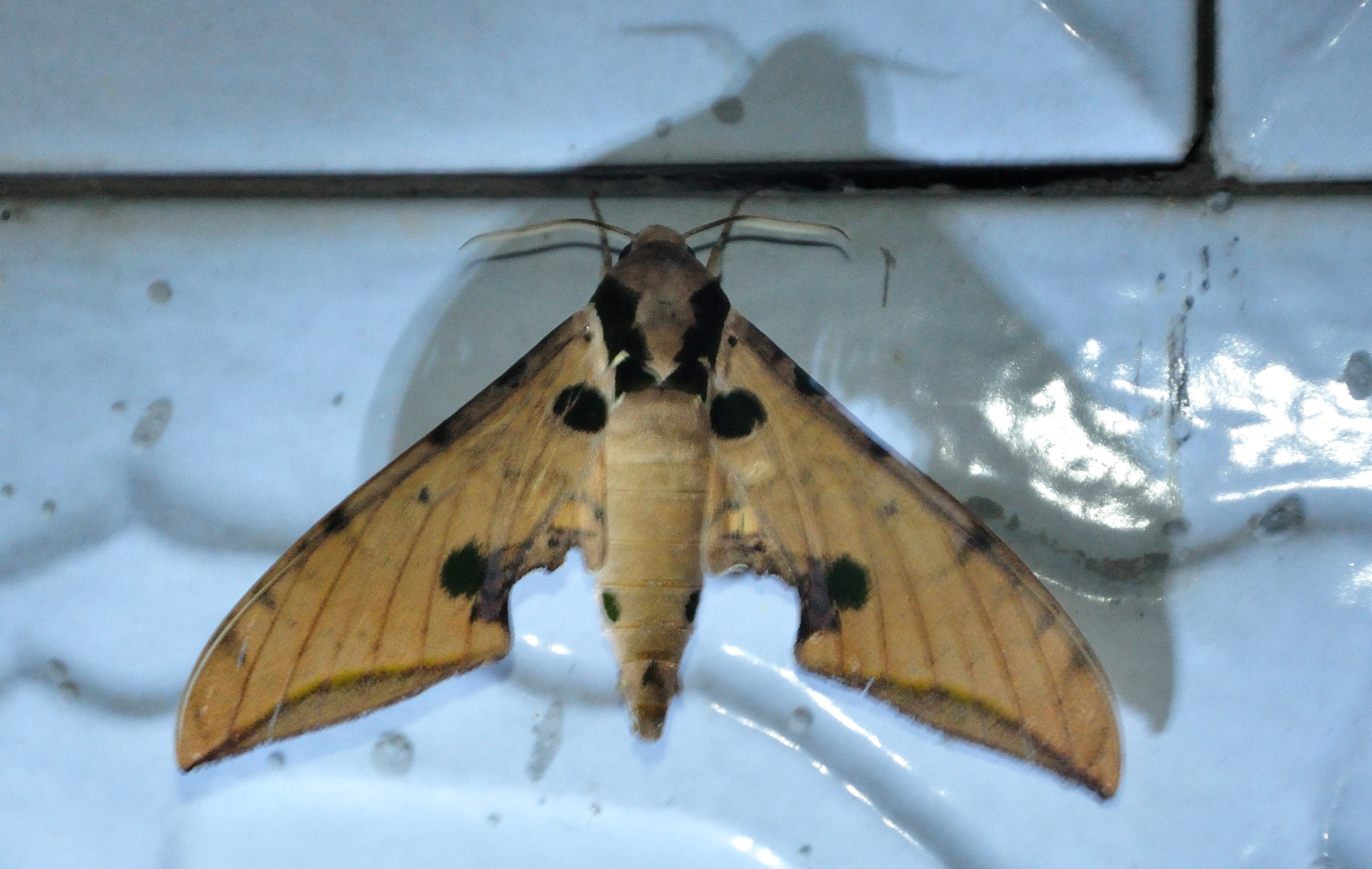 oxyambulyx ochracea butler