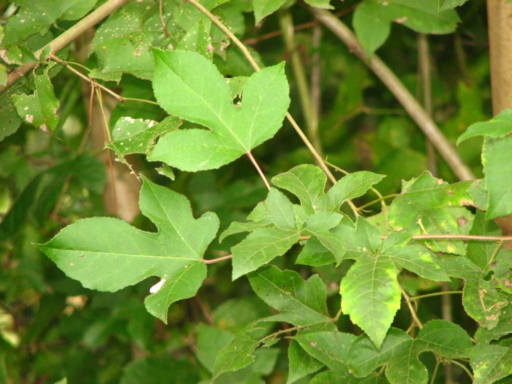  p>安徽槭是属于 a data-lemmaid="7333429">槭树科的一种 /a>植物.