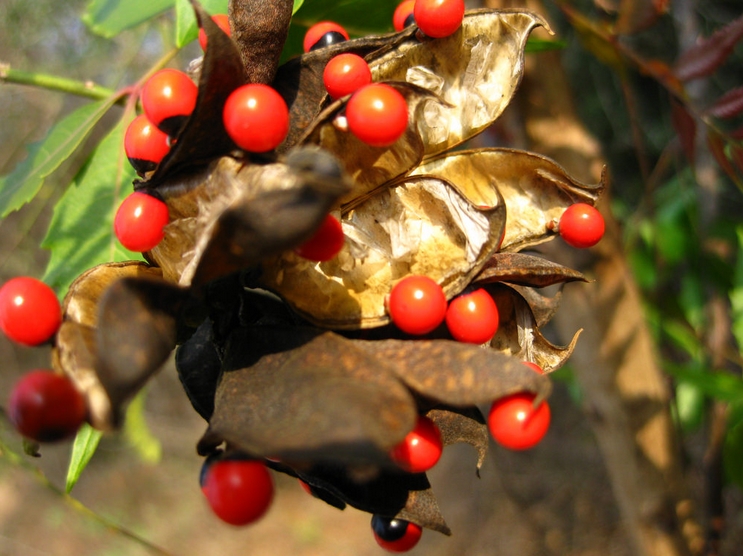 abrus precatorius subsp. africanus verdc.