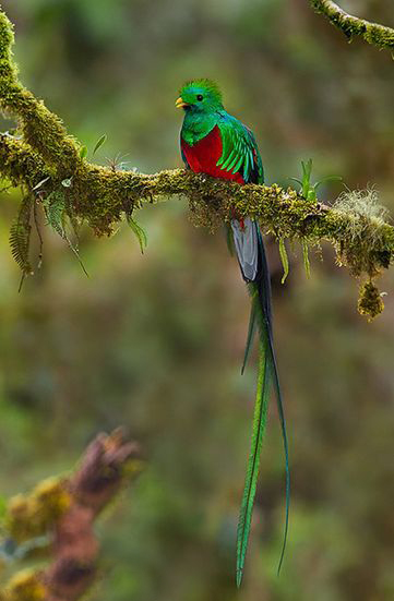  p>凤尾绿咬鹃(学名: i>pharomachrus mocinno /i>)属 a href="#">