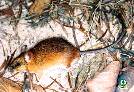 rattus nitidus hodgson