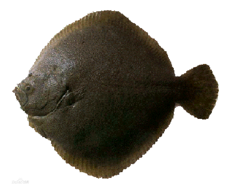 engyprosopon macroptera