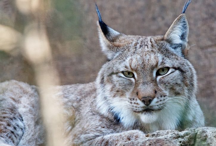  p>猞猁 a href="#" data-lemmaid="63915">西伯利亚 /a>亚种(学名: i