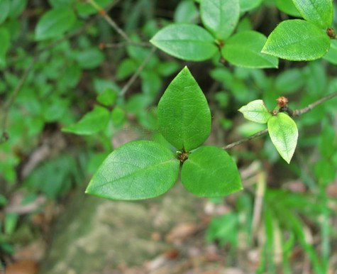  p>腺萼马银花(学名: i>rhododendron bachii /i> h. lév.