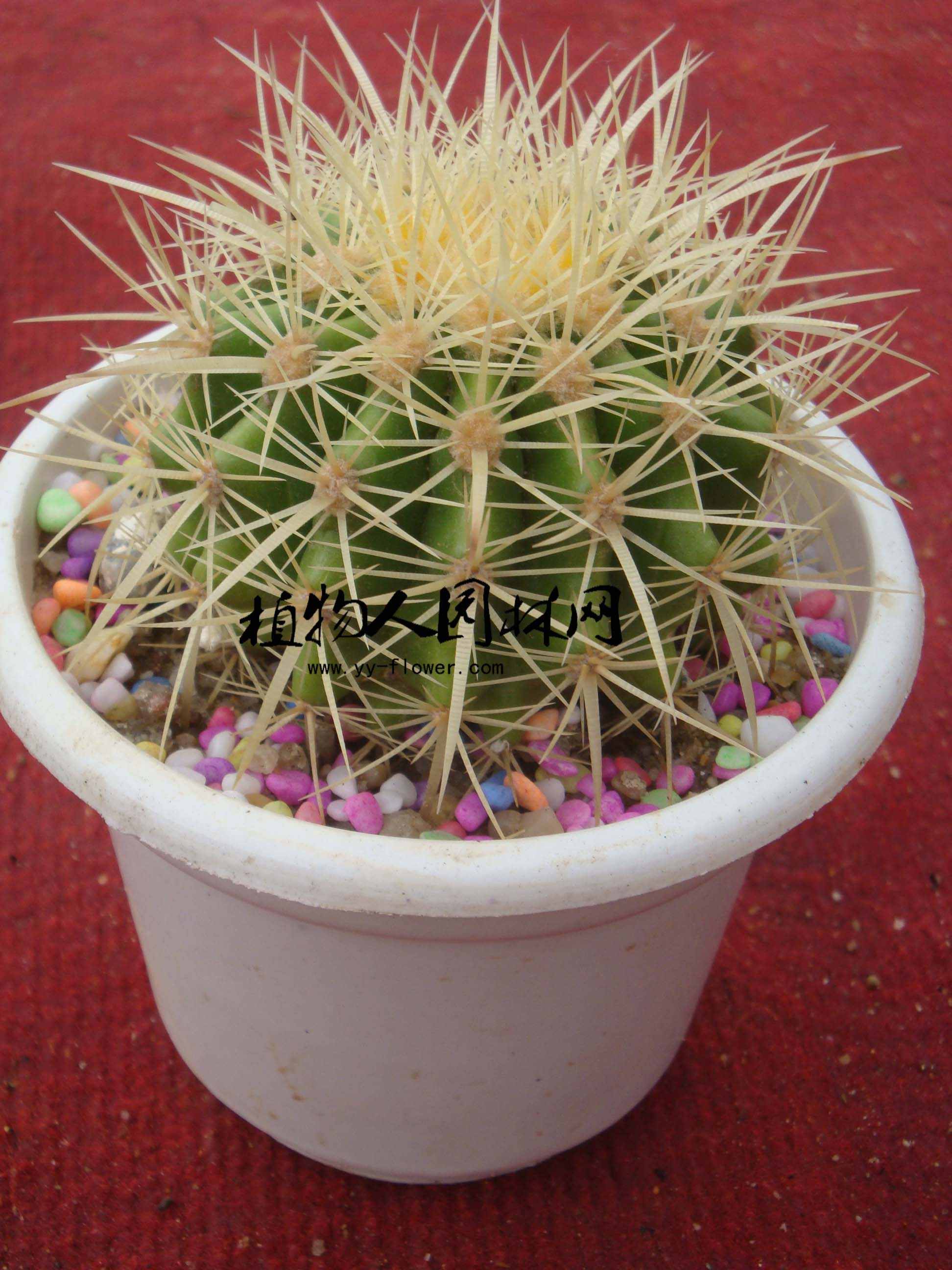  p>变态茎(modification of stem) 由于功能改变引起的形态和结构都