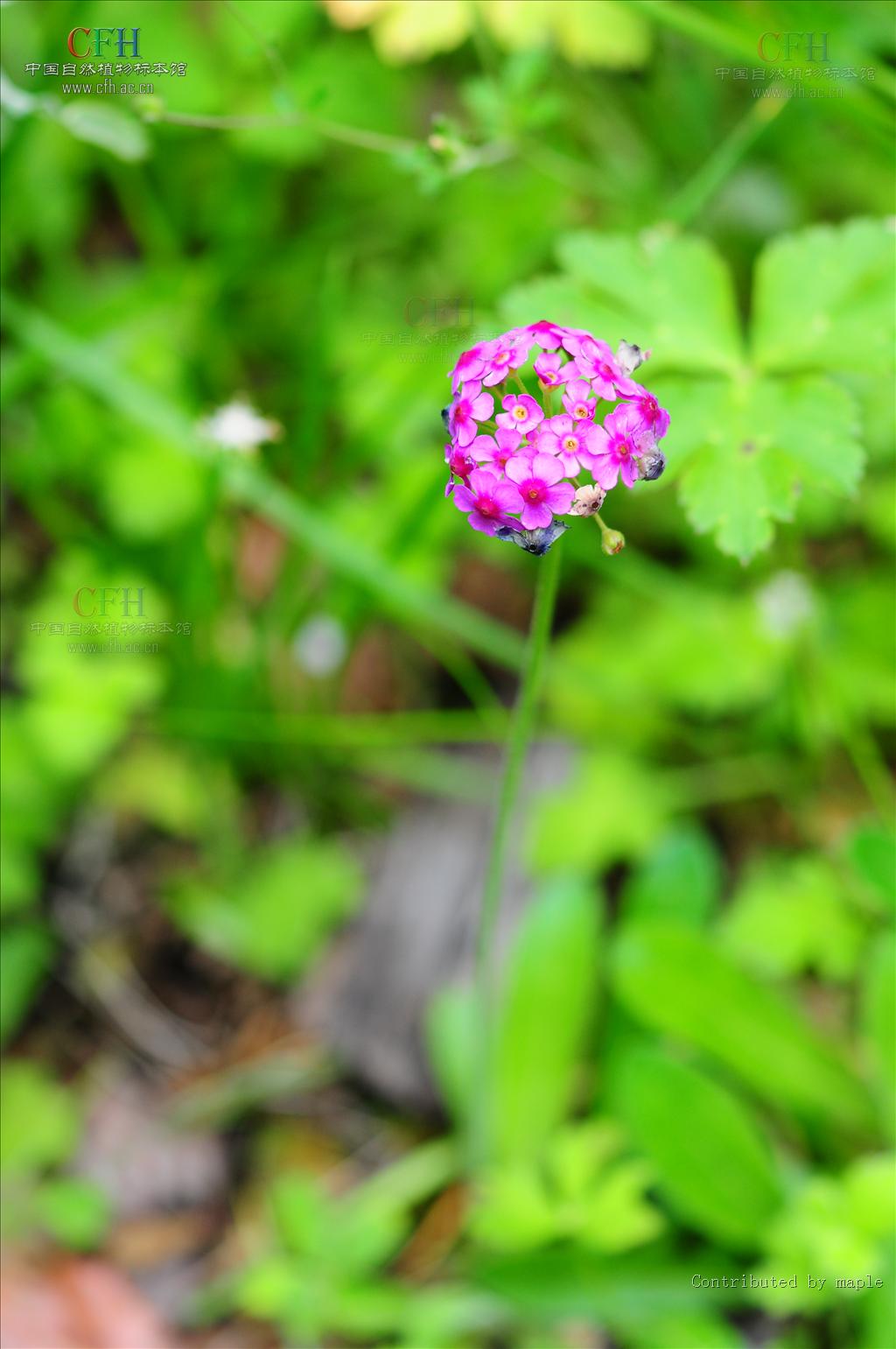  p>刺叶点地梅是 a href="#" data-lemmaid="3427454">报春花科 /a>