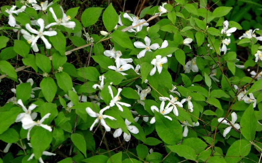  p> b>多花溲疏 /b>(学名: b> i>deutzia setchuenensis /i>var.