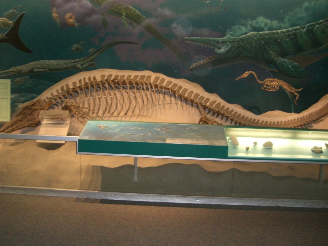 龙王鲸(basilosaurus)