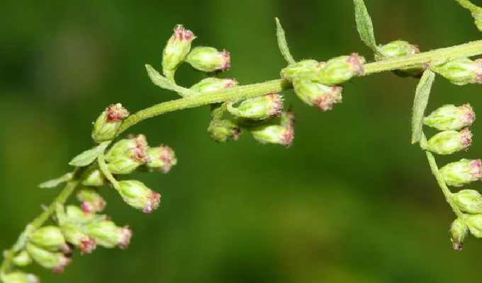  p>黄毛蒿(学名: i>artemisia velutina /i> pamp.