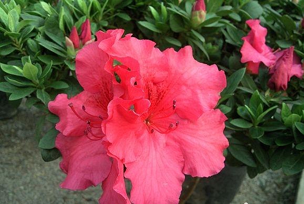  p>草原杜鹃(学名: i>rhododendron telmateium /i> balf. f.