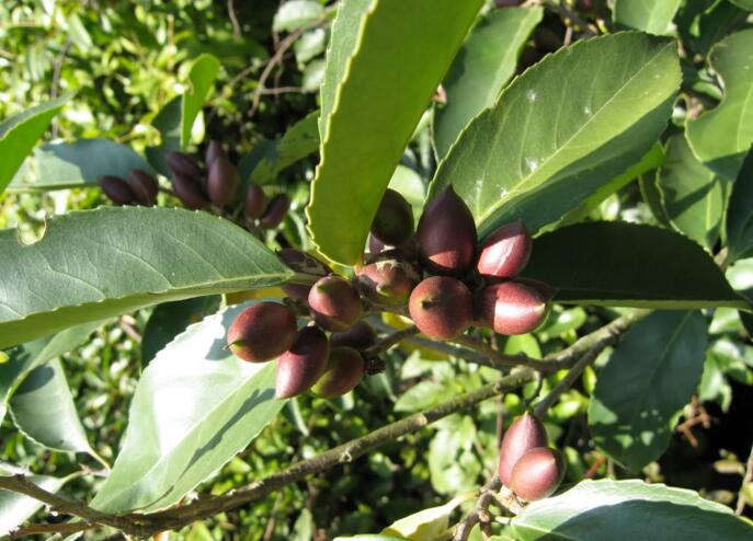  p>毛背桂樱( a href="#" data-lemmaid="8074290">学名 /a>:lauro