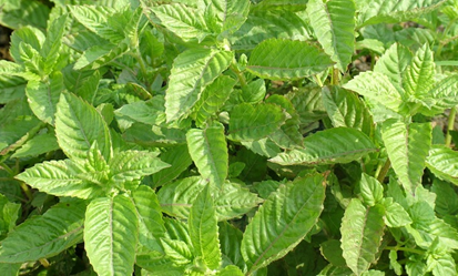  p>淀粉植物是指能食用或工业用的富含 a href="#" data-lemmaid="