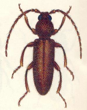 data-lemmaid="6263256">天牛科 /a>( cerambycidae),天牛亚科 茸天牛