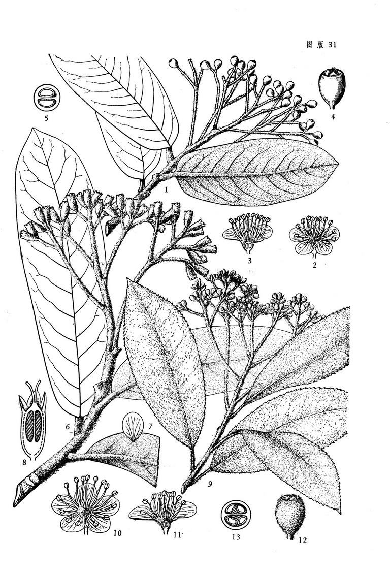photinia crassifolia h. lév.