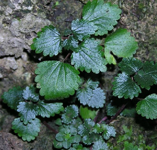 为荨麻科花点草属植物毛花点草 i>nanocnide lobata /i> wedd.的全草.