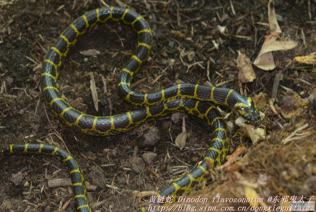黄链蛇背面具有黑黄相间的横纹,往往被误认