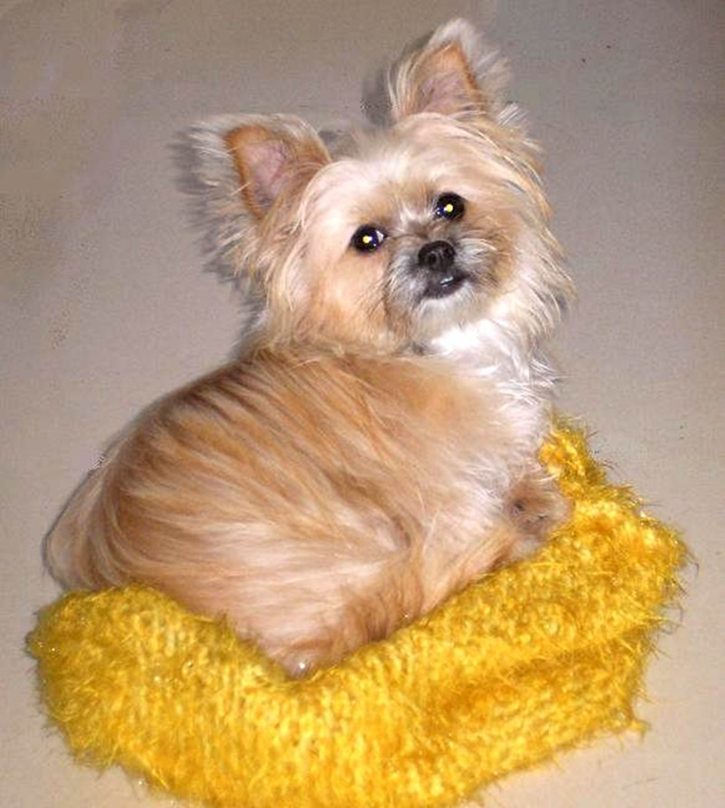  p>罗福梗是一个猎狩梗.