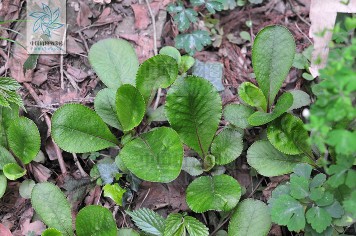  p>大叶金腰,虎耳草科金腰属植物. /p>