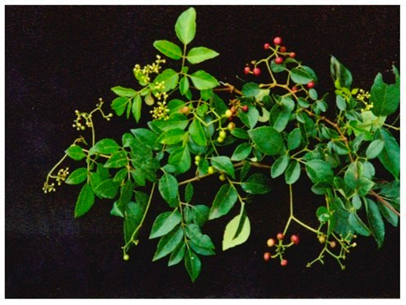  p>葡萄根,为 a target="_blank" href="/item