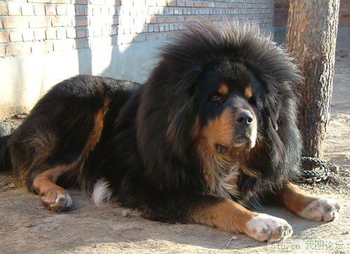  p>狮头藏獒,犬科犬属的动物,藏獒的一种,毛长,灵活,性烈,善斗,体形