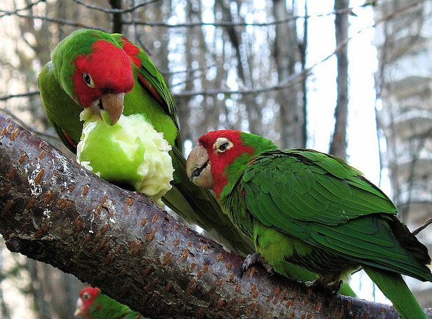  p>红面具锥尾鹦鹉(学名:aratinga erythrogenys)是典型的 a href="#"