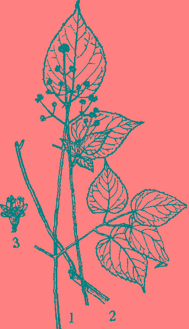  p>龙眼独活为民间草药,根治小儿痘症.