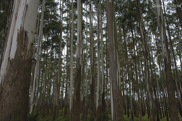 arg.)是大戟科,橡胶树属植物.