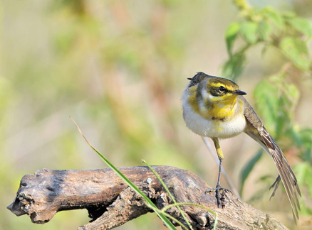  p>黄鹡鸰(学名: i>motacilla flava /i>) 体型大小和 a target="