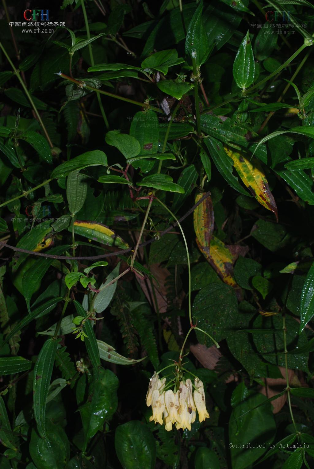  p>紫金龙属(学名:dactylicapnos wall.