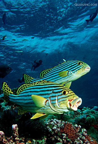 胡椒鲷,plectorhinchus 