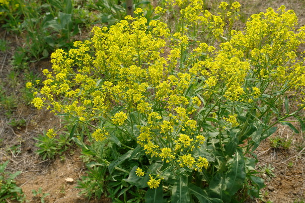 根(板蓝根),叶(大青叶)可入药. /p>