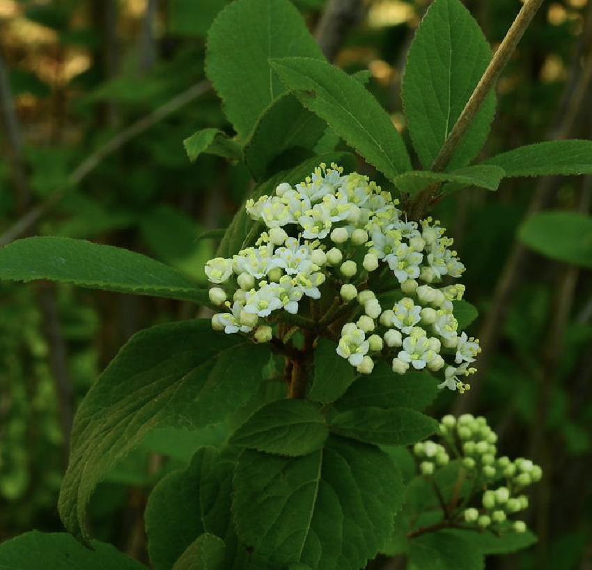  p>修枝荚蒾(学名: i>viburnum burejaeticum /i> regel et herd.