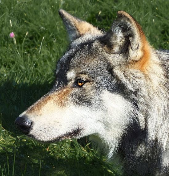  p>加拿大森林狼(学名: i>canis lupus occidentalis /i>):是食肉目
