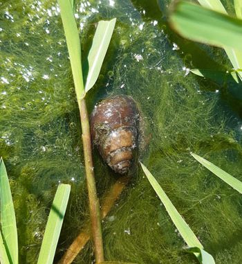  p>方形环棱螺(学名: i>sinotaia quadrata /i>)是田螺科,环棱螺属