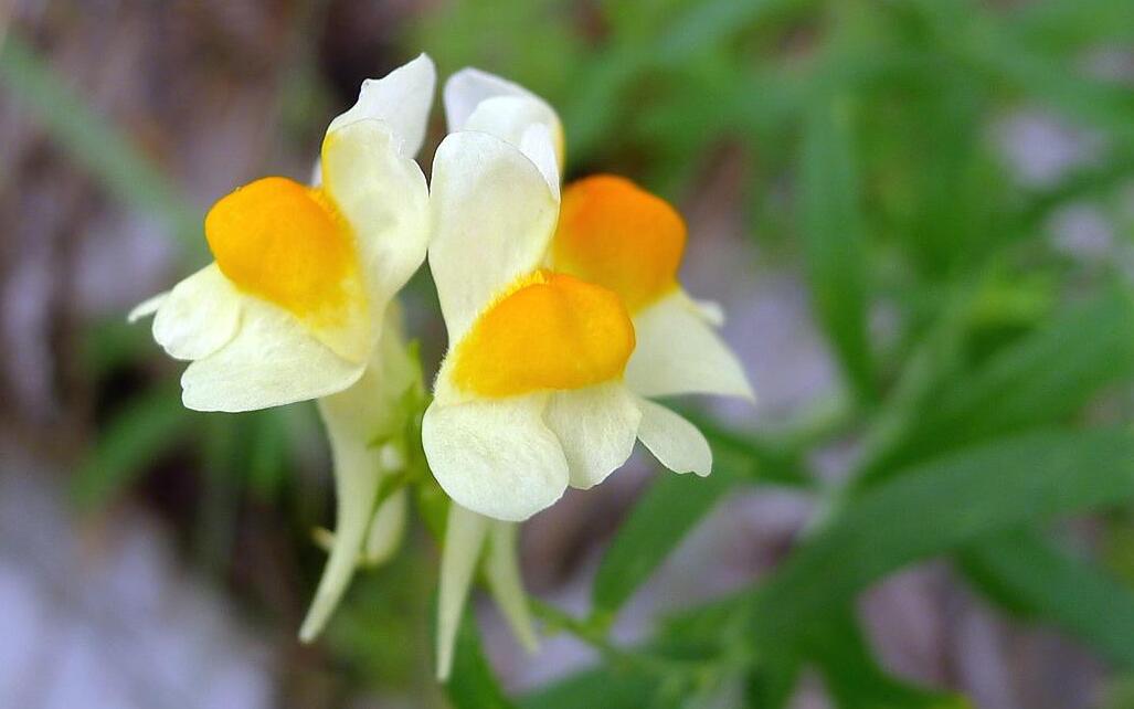 linaria