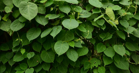 marsdenia tenacissima (roxb.) wight et arn.