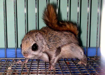 aeretes melanopterus