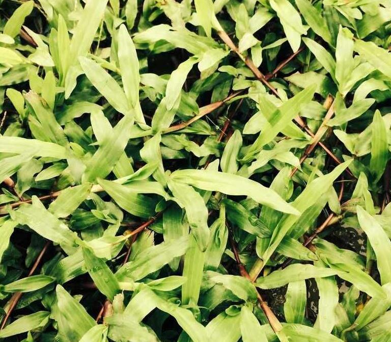  p> a target="_blank" href="/item/地毯草属/2449668" data-lemmaid