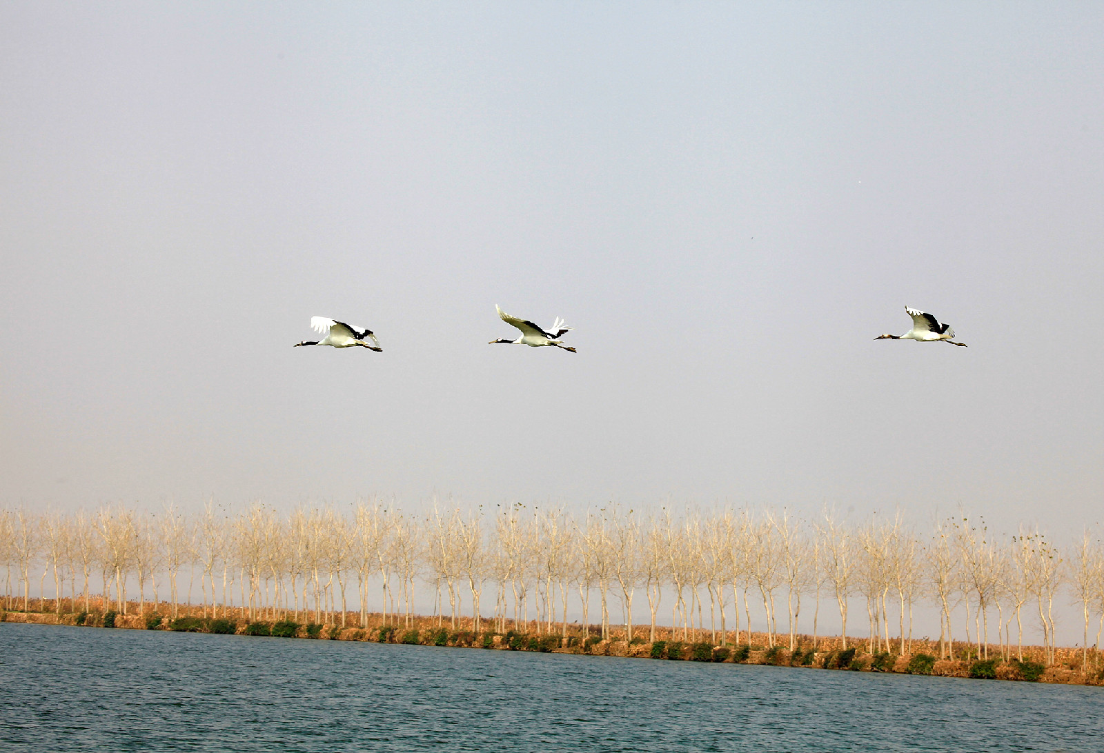 江苏盐城国家级自然保护区